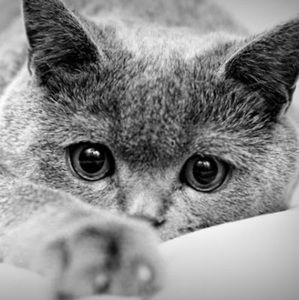 Meet your Posher, Eira